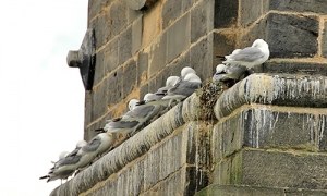 St-Marys-Heritage-Centre-nesting-Kittiwake-FI