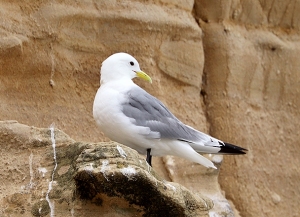 7th-July-Tyne-Kittiwake-Tynemouth-Haven-2-gallery