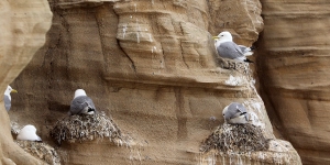 7th-July-Tyne-Kittiwakes-Tynemouth-Haven-3-tw