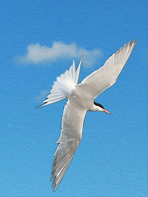 A Common Tern - Newcastle - Quayside A Common Tern - Newcastle - Quayside