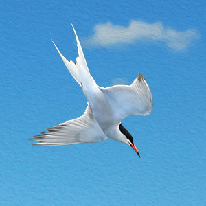 A Common Tern - Gateshead Quayside A Common Tern - Gateshead Quayside