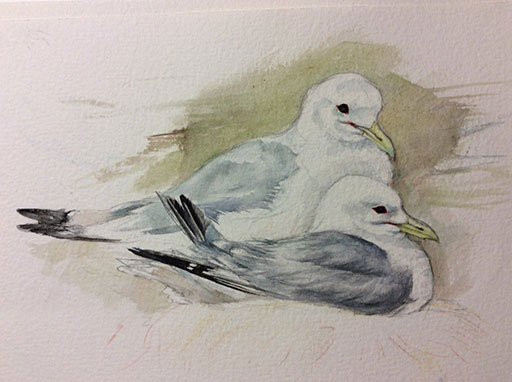 Kittiwakes by Fiona Gomez - Farne Islands Kittiwakes by Fiona Gomez - Farne Islands