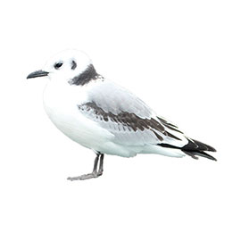 A young Tyne Kittiwake - River Tyne - Newcastle - Gateshead A young Tyne Kittiwake - River Tyne - Newcastle - Gateshead