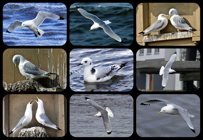 Tyne Kittiwakes by Rev Atkinson - Gateshead Tyne Kittiwakes by Rev Atkinson - Gateshead