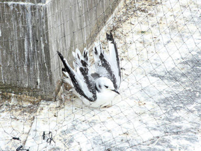A Kittiwake trapped in anti-bird netting