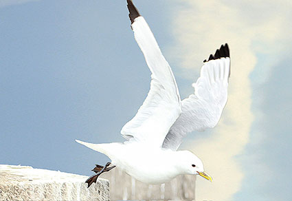 Kittiwakes upon the Tyne