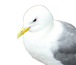 A Kittiwake