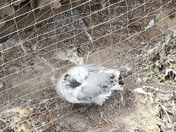 A young Kittiwake trapped behind anti-bird netting