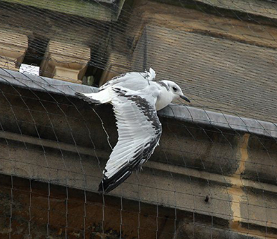 A Tyne Kittiwake trapped in anti bird netting A Tyne Kittiwake trapped in anti bird netting