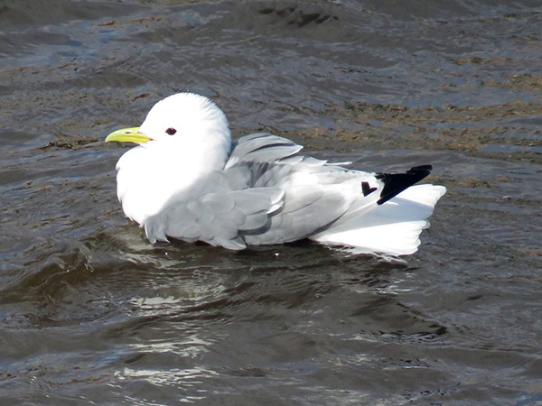 A Kittiwake on the River Tyne along Newcastle and Gateshead Quayside by H_tweeting A Kittiwake on the River Tyne along Newcastle and Gateshead Quayside by H_tweeting