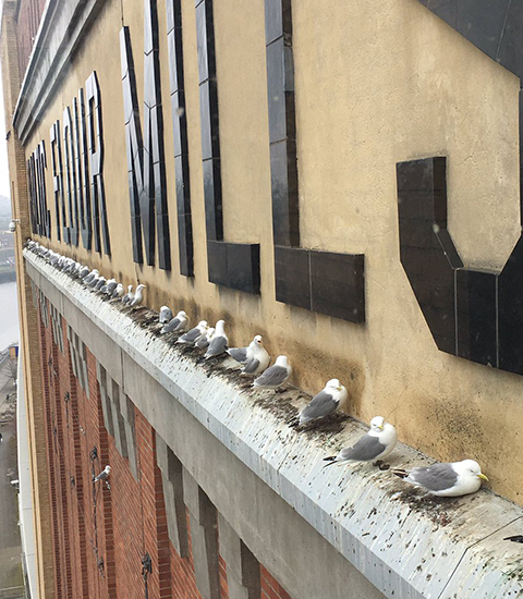 Kittiwakes on the Baltic by Andy Rickeard Kittiwakes on the Baltic by Andy Rickeard