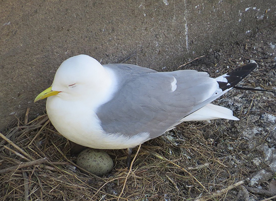 A Tyne Kittiwake with an egg by Lophophanes