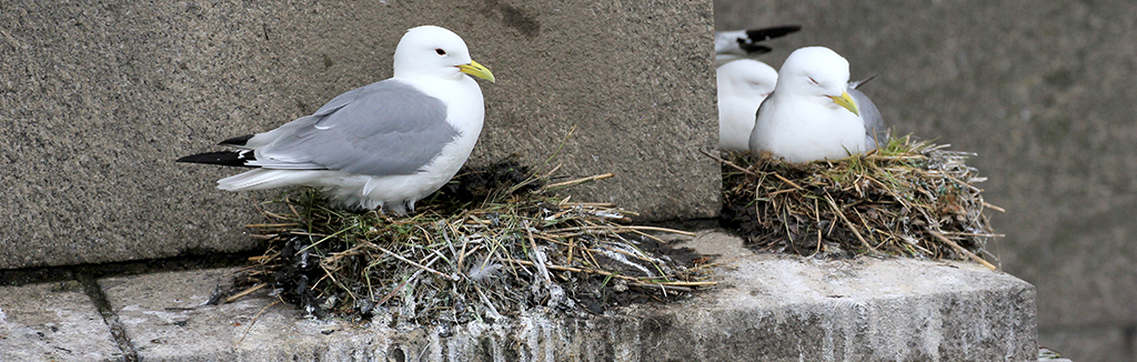 Tyne Kittiwakes nesting on the Tyne Bridge