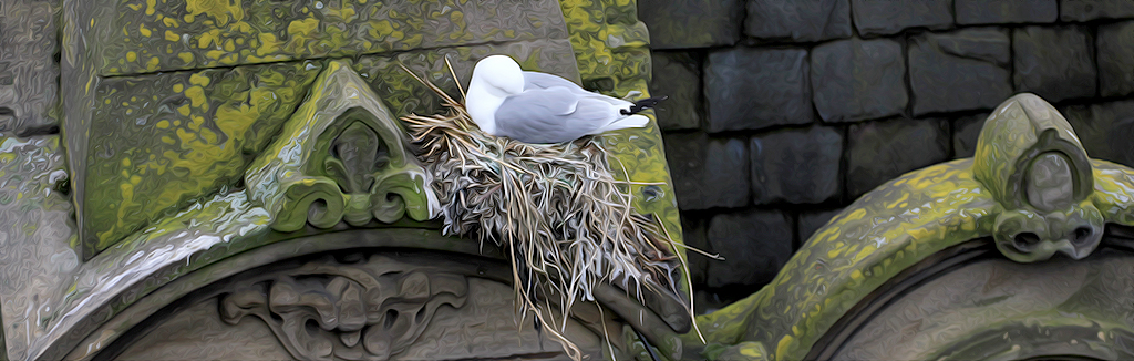 Tyne Kittiwakes nesting on Phoenix House