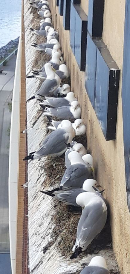 Kittiwakes on the Baltic by John Feltwell Kittiwakes on the Baltic by John Feltwell
