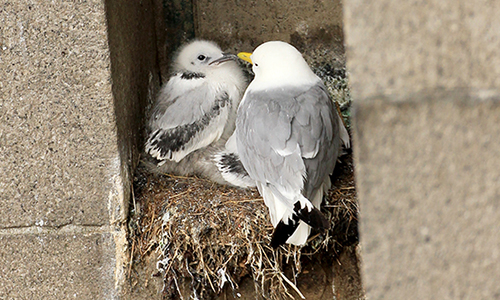 Kittiwake with a chick on Tyne Bridge