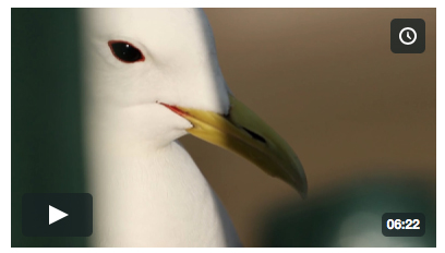 Cain Scrimgeours Kittiwake Film Cain Scrimgeours Kittiwake Film