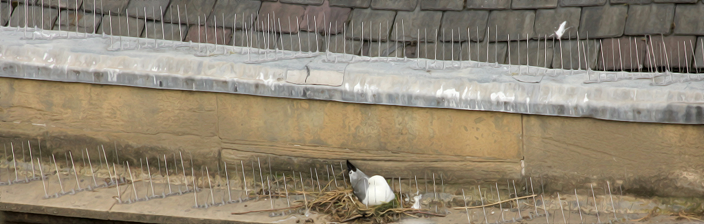 A Kittiwake nesting amongst anti-bird spikes - Newcastle-Quayside