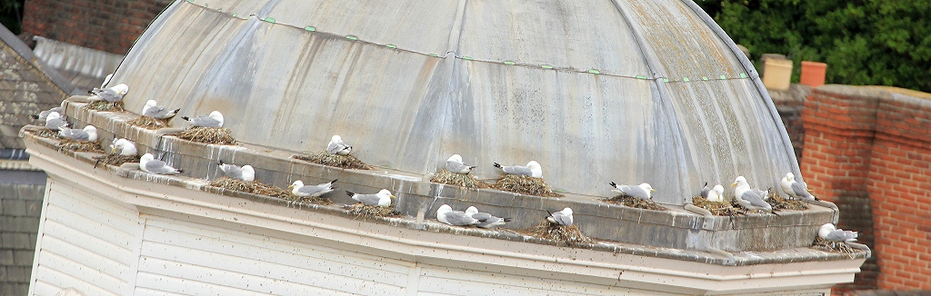 Kittiwakes nesting on the Guildhall Clocktower