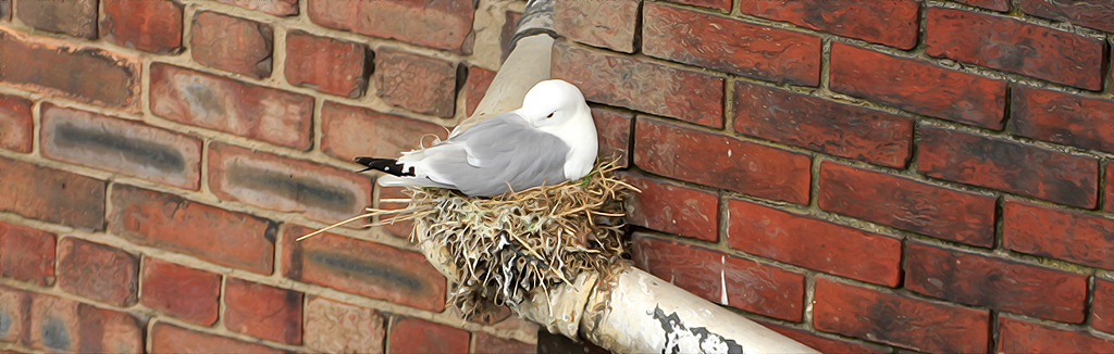 A Kittiwake nesting on a pipe