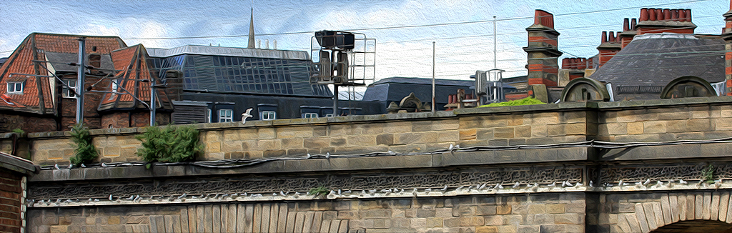 Kittiwakes nesting on a railway bridge in Newcastle upon Tyne