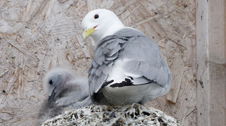 A Tyne Kittiwake nesting close to the Ferry Landing in North Shields - North Tyneside by Andrew Clayton A Tyne Kittiwake nesting close to the Ferry Landing in North Shields - North Tyneside by Andrew Clayton