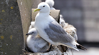 A Tyne Kittiwake with chicks on Phoenix House A Tyne Kittiwake with chicks on Phoenix House
