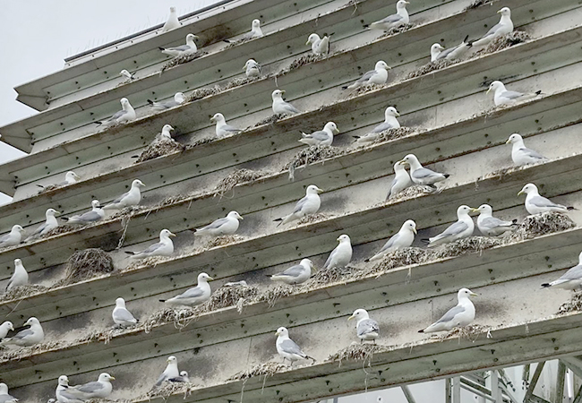 The Kittiwake Tower in Gateshead along the Tyne by Andrew Rickeard The Kittiwake tower in Gateshead along the Tyne by Andrew Rickeard