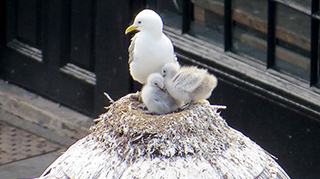 Kittiwakes nesting on Street Lighting by Lophophanes Kittiwakes nesting on Street Lighting by Lophophanes