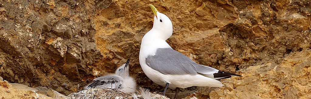 Tyne Kittiwake parent with chick - Marsden Rock