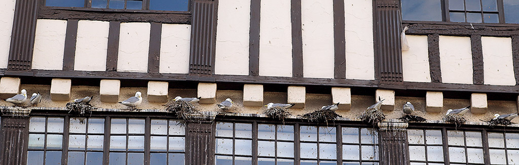 Kittiwakes nesting on Beesie Surtees - Newcastle Quayside