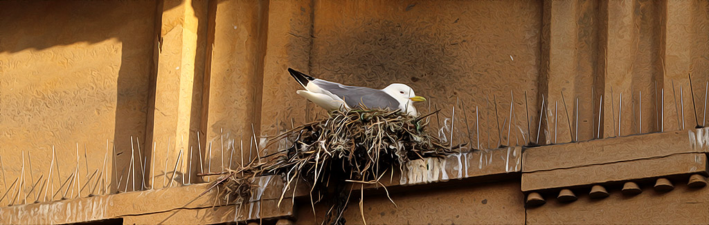 A Kittiwake nesting ont the Guildhall
