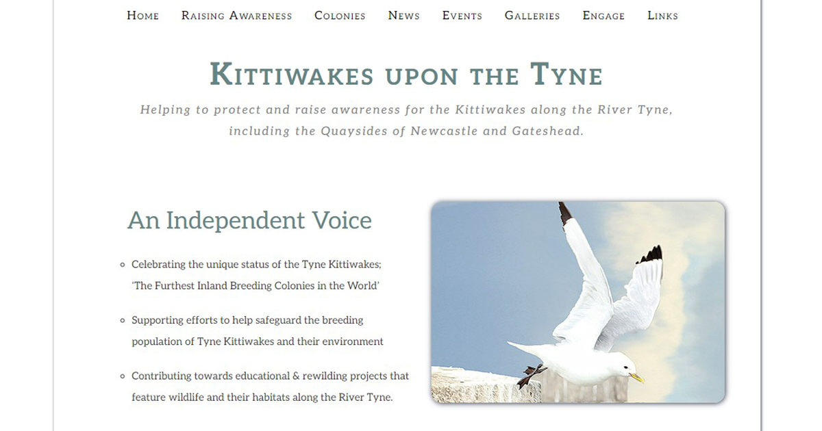 (c) Tynekittiwakes.org.uk