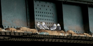 Tyne-Bridge-Kittiwakes-March-2024-Girders-Gateshead-Photo2-by-Paul-Buskin
